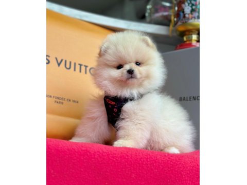 Safkan Pomeranian Boo Yavrular