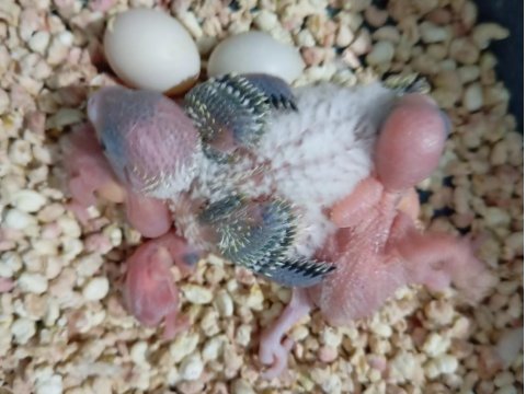 Yavru Muhabbet Kuşu