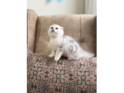 Full Şecereli Anne Baba Özel Scottish Fold Yavrumuz
