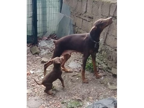 2 Yaşlarında Dişi Kızıl Doberman