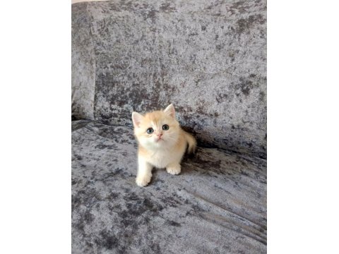 Miyavvvvv Ny11 Kedimiz