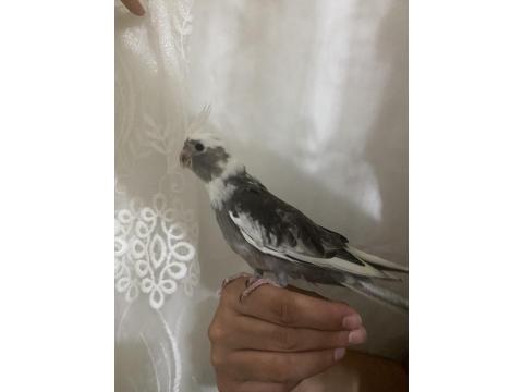 Yavrular 4 Adet Sultan Mevcut Kaçırılmayacak Fırsat