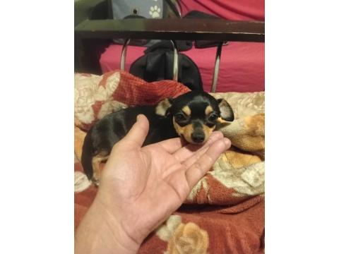 Dişi 1 Buçuk Yaşında Şivava 2 Kilo Var Yok