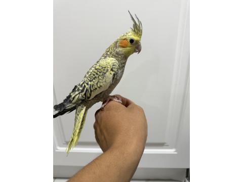 Sultan Papağanı Sahiplendirilir