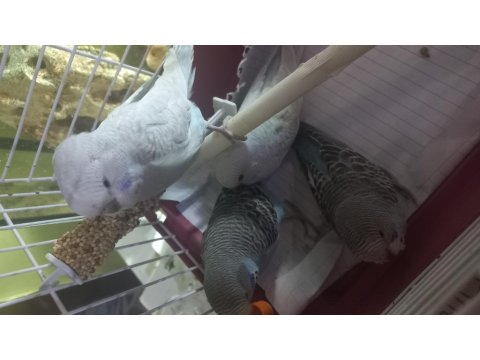 Muhabbet Kuşlar