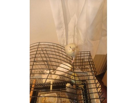 Muhabbet Kuşu Yavrularımız