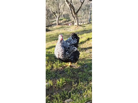 Silver Wyandotte Civcivler