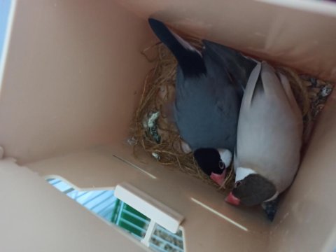 Java Takım Bülbüller