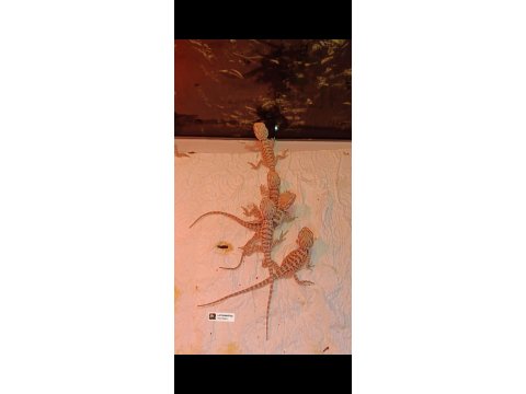 Yerli Üretim Yavrular