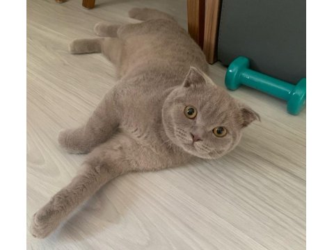 Scottish Fold Kedisi 5 Aylık Erkek
