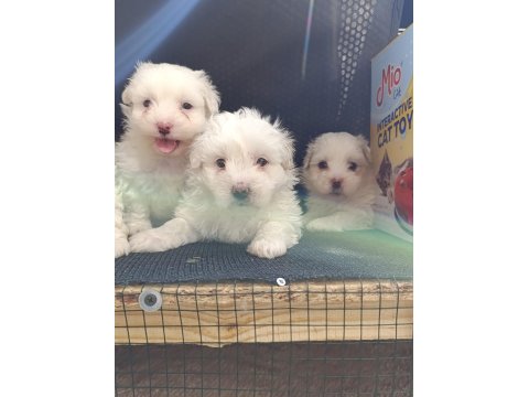 A Kalite Maltese Bebekler