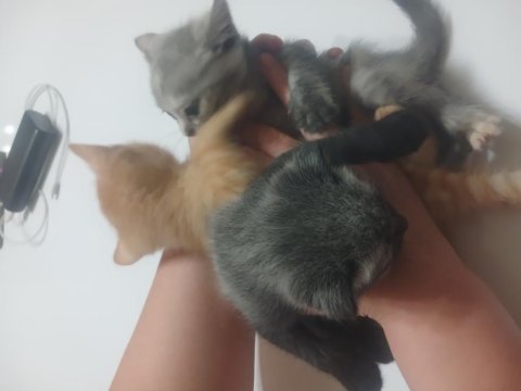 Sahiplendirilecek Kedimiz