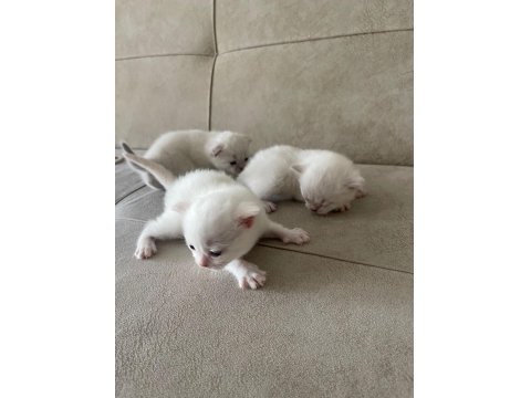 1 Aylık British Yavrular