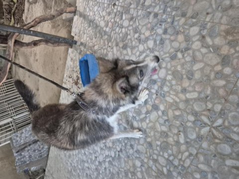 Sibirya Kurdu (Husky) Boz Renk Dişi 1 Yaşında Kısır Değildir