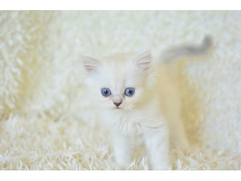 Boncuk Gözlü Silver British Longhair