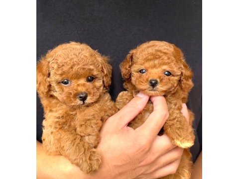 Toy Poodle Cinsi Yavru Köpeklerim