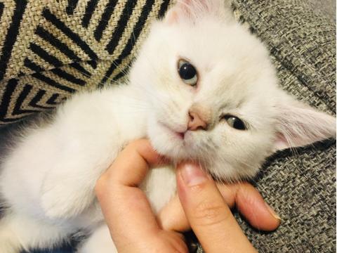 2 Aylık British Yavrumuza Yuva