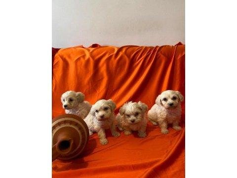 A Kalite Maltipoo Bebeklerimiz