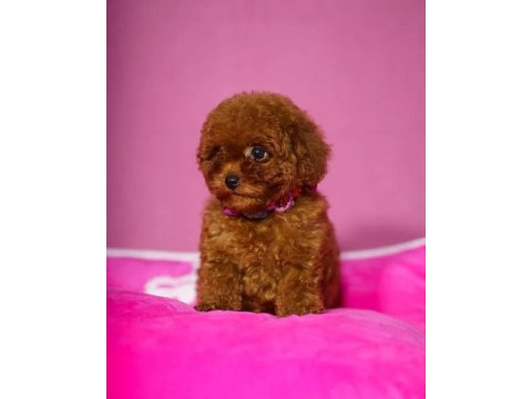 Ev Üretimi Oyuncak Poodle Yavrularımız