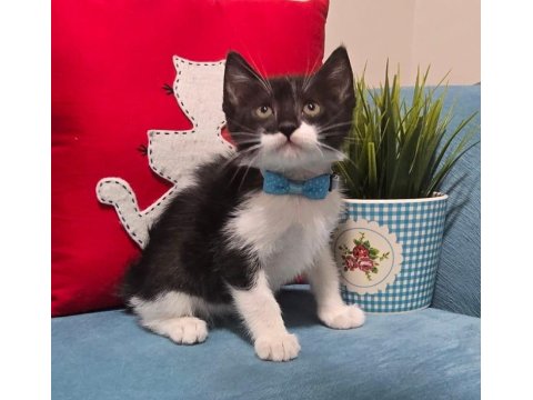 Ücretsiz Kedimizi Sahiplendirmek