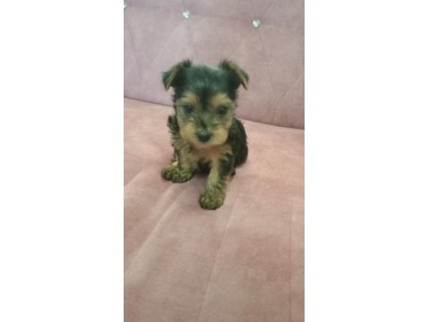 2 Aylık Yorkshire Erkek Yavru