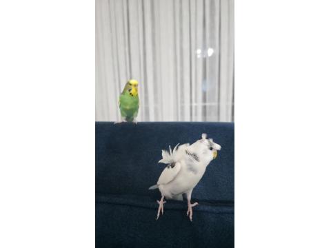 Japonese Muhabbet Kuşu