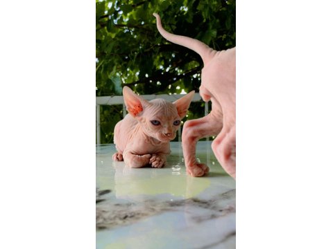 Sfenks Pink And Blue Yavrular