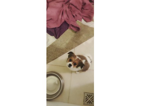 Mersin Cavalier King Charles Erkek Yavrular