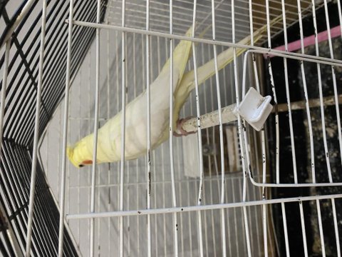 Ele Alışkın Lutino Sultan Papağanı