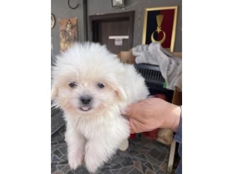 Minik Bir Mutluluk Topu Maltese Terrier