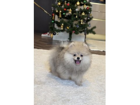 Üst Düzey Erkek Pomeranian Boo