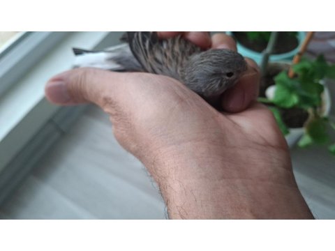 Güzel Kanarya Erkek Kızgın