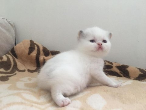 Exotic Shorthair Bebeklerimiz