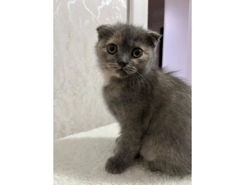 A Kalite Scottish Ve British Yavrular