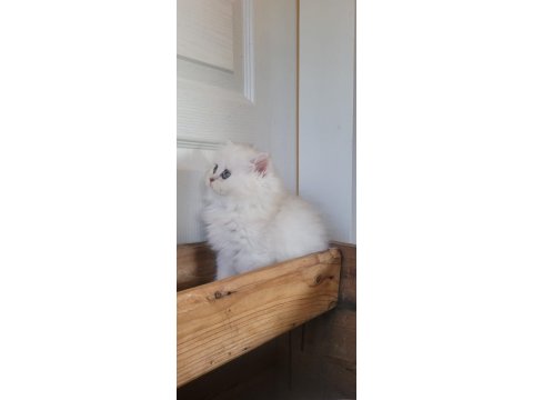 Güzel Chinchilla Yavruları