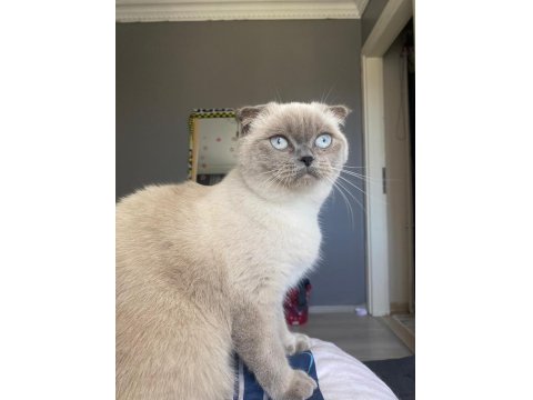 Dişi Kedimiz Yeni Yuvasını Arıyor