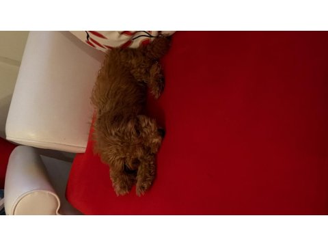 7 Aylık Poodle Acil