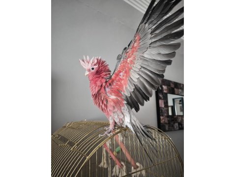 Evcil Gül Kakadu (Isırmaz Uysal) 81 İle Gönderim Var