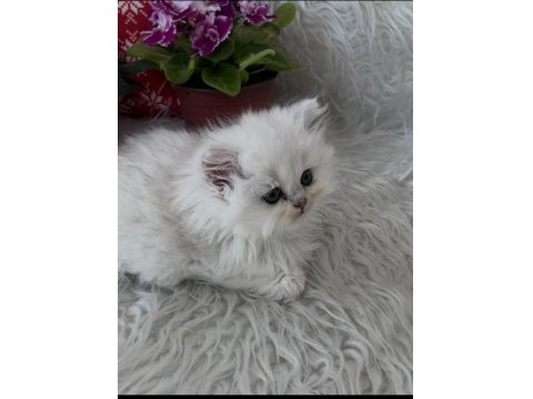 British Longhair Dişi Silver Yeşilgöz