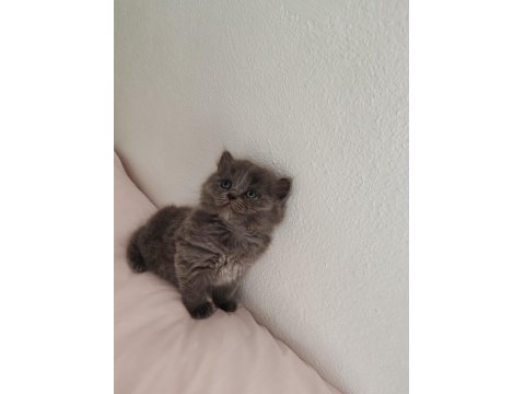 Alıştırmalık British Shorthair