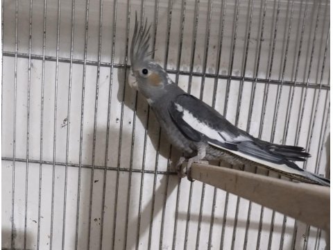 Grey Ve Lutino Erkek Sultan Papağanlar