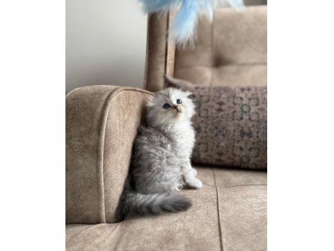 Wcf Kayıtlı Scottish Fold Longhair - Özel Üretim Yavru
