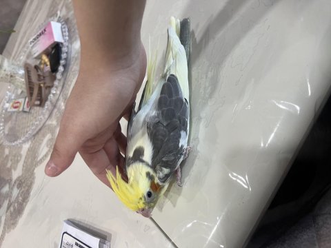 Wifi Kırması Sultan Papağanı Yavrular