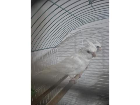 Albino Sultan Papağanı