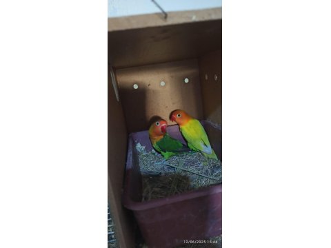 Sevda Papağanları (Uyguna)