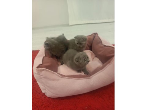 British Kedi Ve Scottish Kediler