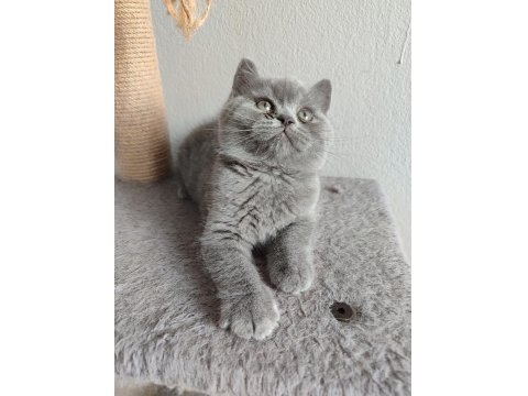 Ayı Surat Safkan Son British Shorthair Yavrumuz