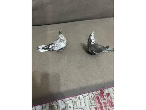 Evcil Yavru Sultan Papağanı