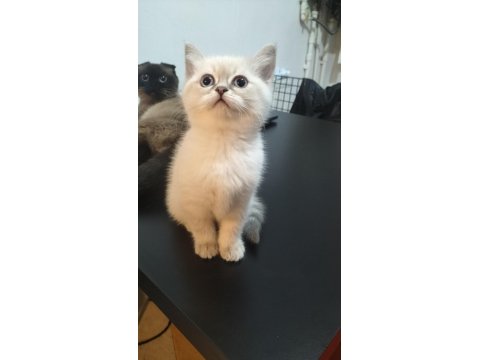 İkiz British Shorthair Kızlarım