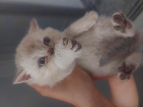 British Shorthair Blue Point Yavrular